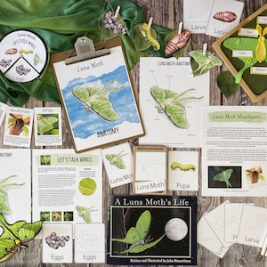Puede incluir: Un conjunto de materiales educativos sobre la polilla Luna, que incluye una rueda del ciclo de vida, diagramas de anatomía y una hoja de trabajo 'Hablemos de las alas'. El conjunto también incluye un rompecabezas de madera, un libro titulado 'La vida de una polilla Luna' y tarjetas en blanco para dibujar.