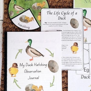 May include: A set of educational materials for learning about the life cycle of a duck. The set includes a colorful chart with illustrations of a duck egg, a duckling, and a duck. There are also several worksheets and activity cards.