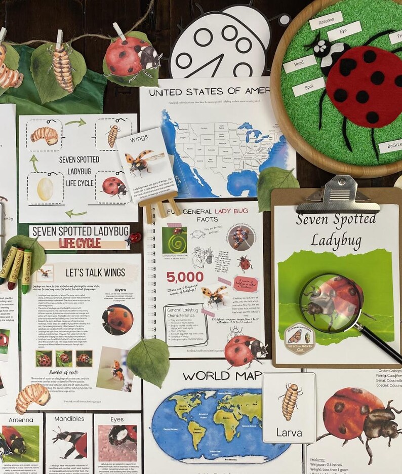 Ladybug Studies Seven Spotted Ladybug Unit Study - Etsy