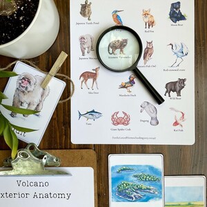 May include: A white card with the text 'Volcano Exterior Anatomy' in black text. The card has a diagram of a volcano with the labels 'Smoke & Ash' and 'Lava Flow'. A second white card with the text 'Archipelago' in black text. The card has a drawing of a group of islands in blue water. A third white card with the text 'Wildlife of Japan' in black text. The card has a grid of 12 images of animals and plants found in Japan. The images include a Japanese Turtle Pond, a Kingfisher, a Red Fox, a Moon Bear, a Japanese Macaque, an Iriomote Yamaneko, a Cistons Fish Owl, a Red-Crowned Crane, a Sika Deer, a Mandarin Duck, a Wild Boar, a Tuna, a Giant Spider Crab, a Dugong, and a Koi Fish. A fourth white card with a drawing of a Japanese Macaque. A magnifying glass is on top of the card with the image of the Iriomote Yamaneko.