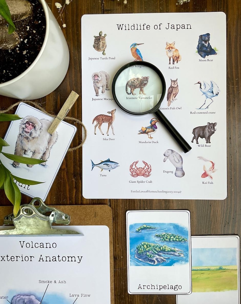 May include: A white card with the text 'Volcano Exterior Anatomy' in black text. The card has a diagram of a volcano with the labels 'Smoke & Ash' and 'Lava Flow'. A second white card with the text 'Archipelago' in black text. The card has a drawing of a group of islands in blue water. A third white card with the text 'Wildlife of Japan' in black text. The card has a grid of 12 images of animals and plants found in Japan. The images include a Japanese Turtle Pond, a Kingfisher, a Red Fox, a Moon Bear, a Japanese Macaque, an Iriomote Yamaneko, a Cistons Fish Owl, a Red-Crowned Crane, a Sika Deer, a Mandarin Duck, a Wild Boar, a Tuna, a Giant Spider Crab, a Dugong, and a Koi Fish. A fourth white card with a drawing of a Japanese Macaque. A magnifying glass is on top of the card with the image of the Iriomote Yamaneko.