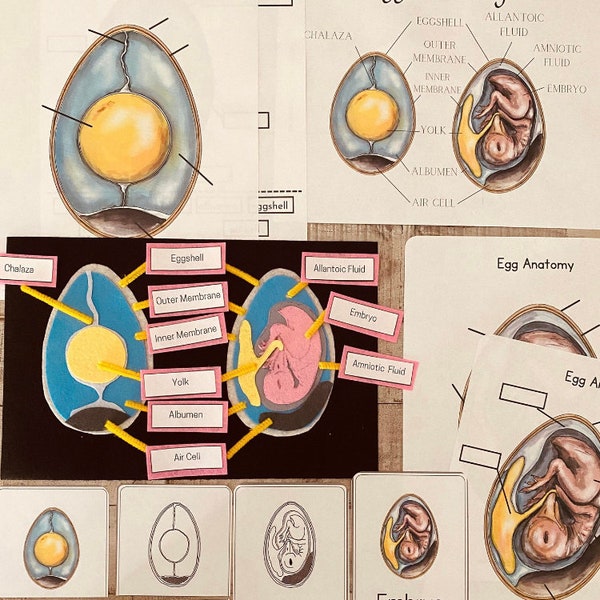 Bird Anatomy Felt Unit