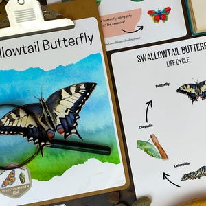 May include: A close-up of a swallowtail butterfly with black and yellow wings. The butterfly is on a blue and green background with a magnifying glass over it. The image is part of a life cycle chart for swallowtail butterflies. The chart shows the stages of the butterfly's life cycle: egg, caterpillar, chrysalis, and butterfly.