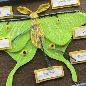 May include: A green felt moth with yellow accents and black eyes. The moth has labels for its body parts: head, thorax, abdomen, wings, antenna, and eye spot.