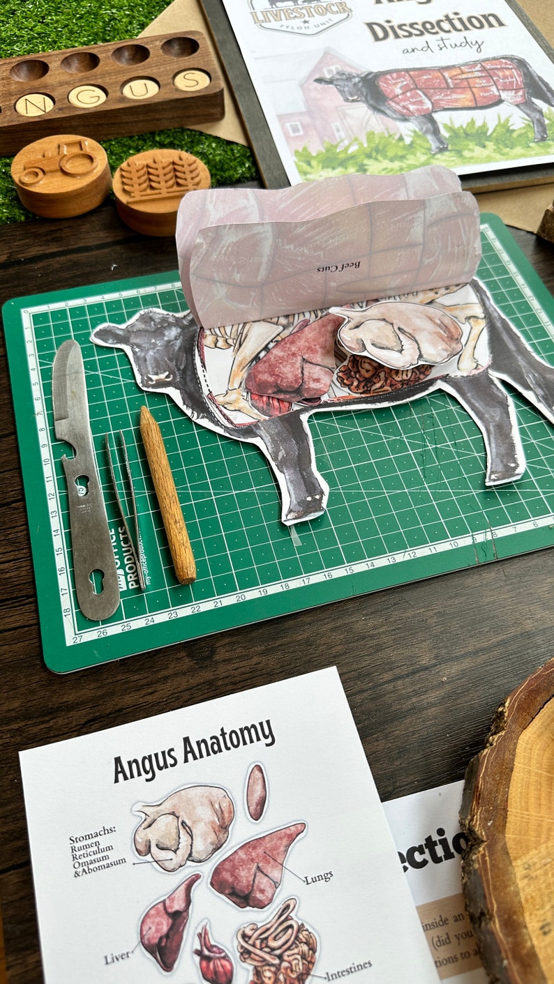 Angus Dissection & Unit Study - Etsy
