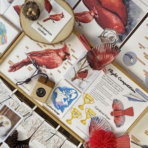 Può includere: Un set di risorse educative per imparare a conoscere il Cardinale Nordamericano. Il set include un pacchetto stampabile, una mappa di distribuzione del cardinale, un gioco di competizione di volo e un volantino del cardinale. Le risorse sono progettate per attività STEM di gruppo.