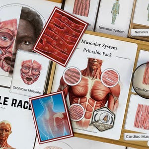 May include: Anatomy learning materials featuring illustrations of the muscular and nervous systems. The image includes flashcards, diagrams, and a magnifying glass. The text includes "Muscular System Printable Pack" and "Orofacial Muscles".