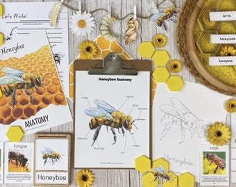 Honey Bee Unit Study
