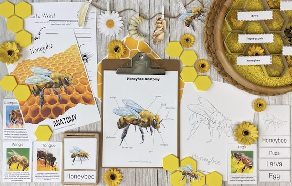 Honey Bee Unit Study - Etsy