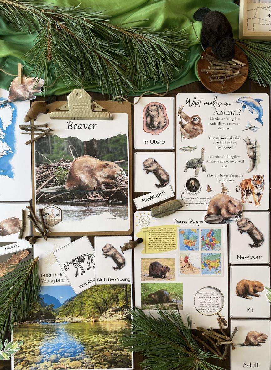 Beaver Nature Study - Etsy