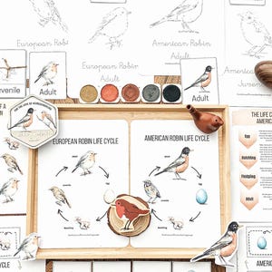 European & American Robin Nature Study