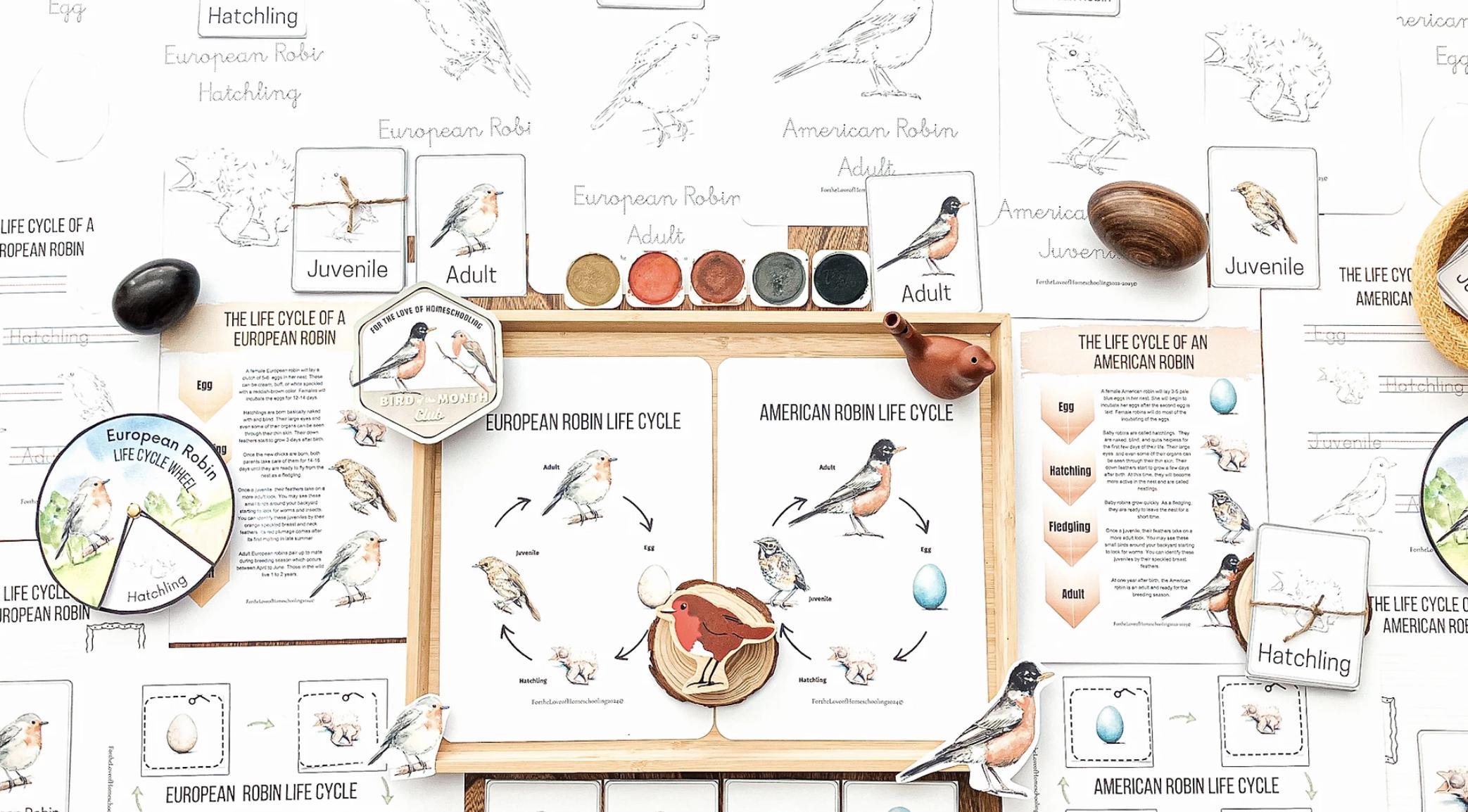 European & American Robin Nature Study