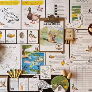 Mallard Nature Study