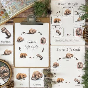 以下が含まれることがあります： ビーバーのライフサイクルを示す教育資料。メイン画像は、新生児から大人までの段階を示す図とカードが付いたクリップボードです。追加のカードは、キットと胎児の段階を示しています。