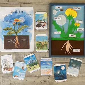 Dandelion Seed Themed Pack