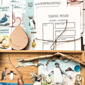 Macaroni Penguin Unit Study - Etsy