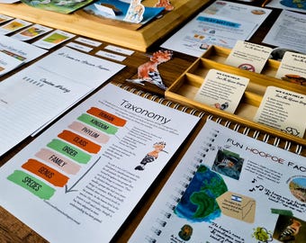 Afrikanischer Wiedehopf Naturstudie