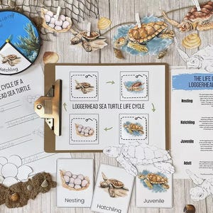 Puede incluir: Materiales educativos sobre el ciclo de vida de las tortugas marinas. Incluye una rueda, tarjetas y un gráfico que ilustran las etapas de anidación, eclosión, juvenil y adulto. Los materiales presentan ilustraciones de tortugas bobas.