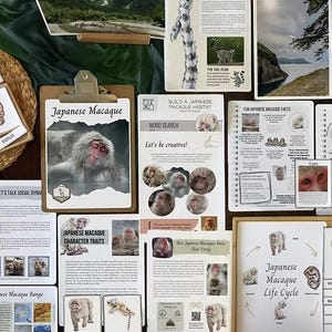 Pode incluir: Uma coleção de materiais educativos sobre macacos japoneses. Os itens incluem uma prancheta com uma foto de um macaco, cartões de memória e várias folhas impressas com texto e ilustrações. A paleta de cores é neutra com tons de castanho, branco e verde.