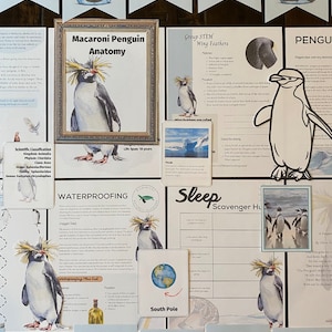 Polar Animals Nature Study