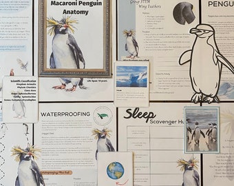 Polar Animals Nature Study