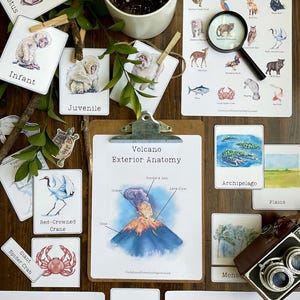 May include: A collection of educational flashcards featuring illustrations of Japanese wildlife, geography, and a volcano's exterior anatomy. The cards are printed on white paper with colorful illustrations and text. The text includes 'Wildlife of Japan', 'Volcano Exterior Anatomy', 'Japan Geography', 'Red-Crowned Crane', 'Giant Spider Crab', 'Archipelago', 'Plains', 'Tsunami', 'Tectonic Plates', 'Fetus', 'Infant', 'Juvenile', 'Crater', 'Cane', 'Smoke & Ash', 'Lava View', 'Mons'. A magnifying glass, a camera, and a potted plant are also visible in the image.