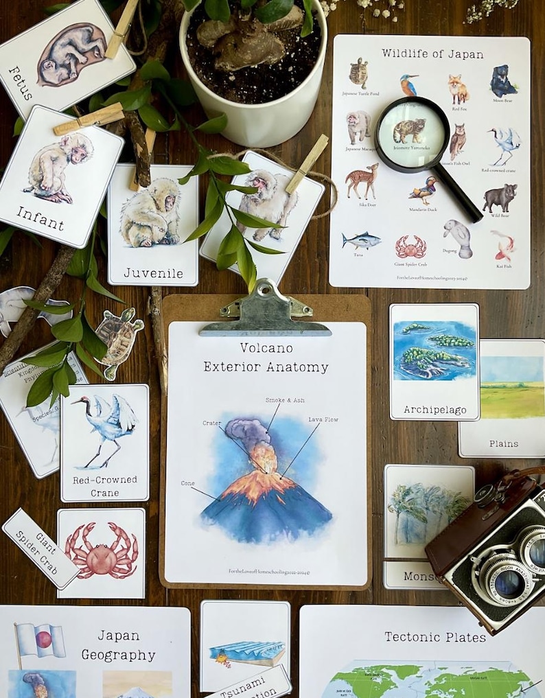 May include: A collection of educational flashcards featuring illustrations of Japanese wildlife, geography, and a volcano's exterior anatomy. The cards are printed on white paper with colorful illustrations and text. The text includes 'Wildlife of Japan', 'Volcano Exterior Anatomy', 'Japan Geography', 'Red-Crowned Crane', 'Giant Spider Crab', 'Archipelago', 'Plains', 'Tsunami', 'Tectonic Plates', 'Fetus', 'Infant', 'Juvenile', 'Crater', 'Cane', 'Smoke & Ash', 'Lava View', 'Mons'. A magnifying glass, a camera, and a potted plant are also visible in the image.