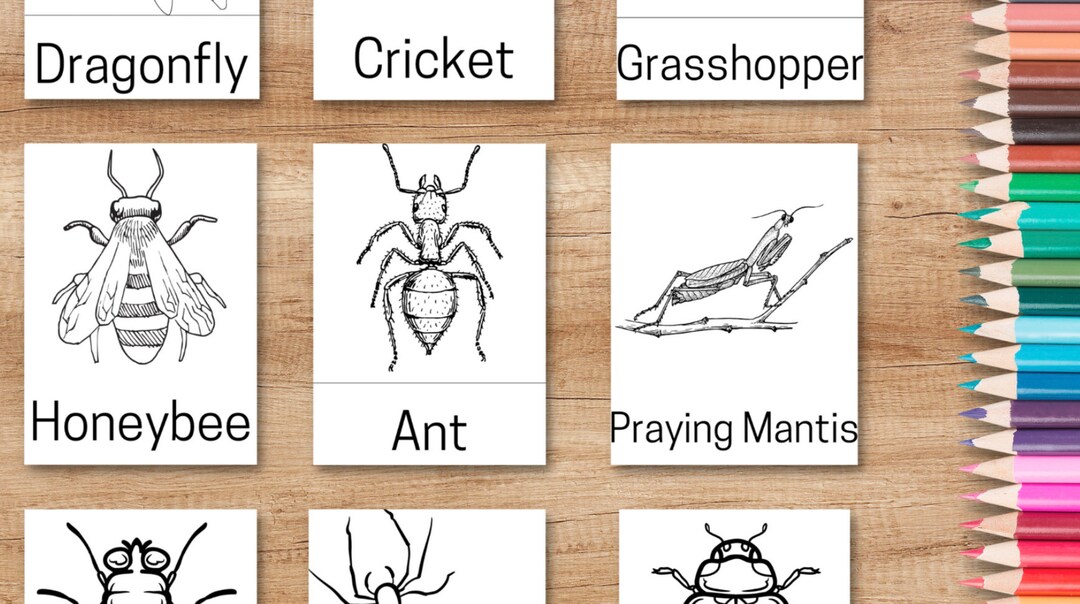 Make Your Own Insect Flashcards and 3 Part Cards - Etsy