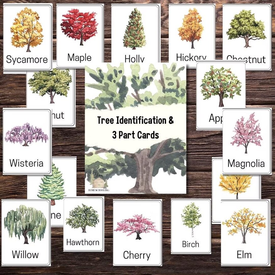 Tree Identification Cards - Etsy UK