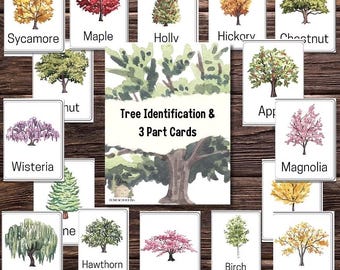 Tree Flash Card Tree Identification Flash Cards I Tree Study Flash Cards I Nature Study ...