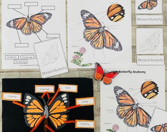 Butterfly Anatomy Felt Unit