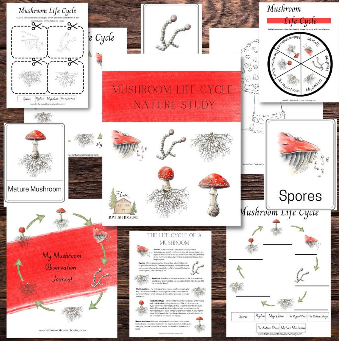 Mushroom Life Cycle Nature Study - Etsy