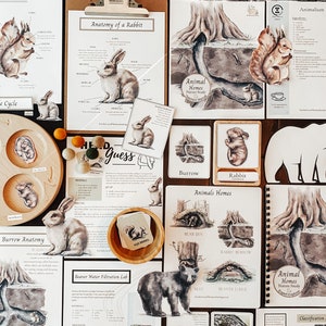 Animal Homes Nature Study
