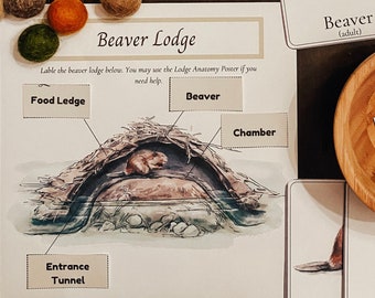 Puede incluir: Un diagrama de una cabaña de castor con etiquetas para el túnel de entrada, la despensa, la cámara y el castor. La cabaña está hecha de palos y barro y está ubicada en un estanque. El castor está sentado dentro de la cabaña.