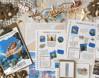 Loggerhead Sea Turtle Nature Study