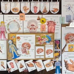 The Nervous System and the 5 Senses Nature Study
