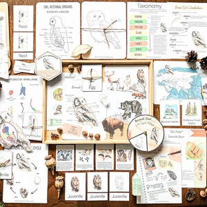 Può includere: Una collezione di risorse educative stampabili sul Gufo boreale, tra cui mappe, fogli di lavoro, una ruota del ciclo di vita e un diario di natura. Le risorse sono stampate su carta bianca e presentano illustrazioni del gufo in varie fasi del suo ciclo di vita.