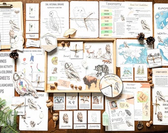 Puede incluir: Una colección de recursos educativos imprimibles sobre el búho boreal, que incluyen mapas, hojas de trabajo, una rueda del ciclo de vida y un diario de la naturaleza. Los recursos están impresos en papel blanco y presentan ilustraciones del búho en varias etapas de su ciclo de vida.