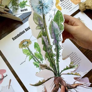 Herbalism Sample Pack
