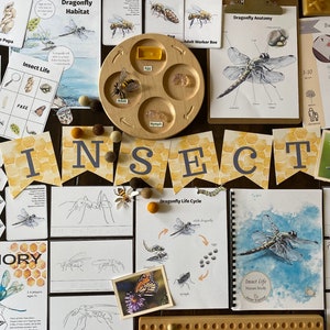 Insect Nature Study Unit