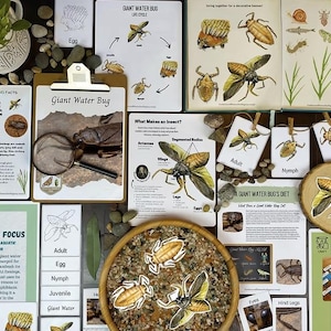 May include: A collection of educational materials about giant water bugs. Includes diagrams of the insect's life cycle, diet, and anatomy. A clipboard with the text "Giant Water Bug" is also present, along with a magnifying glass.