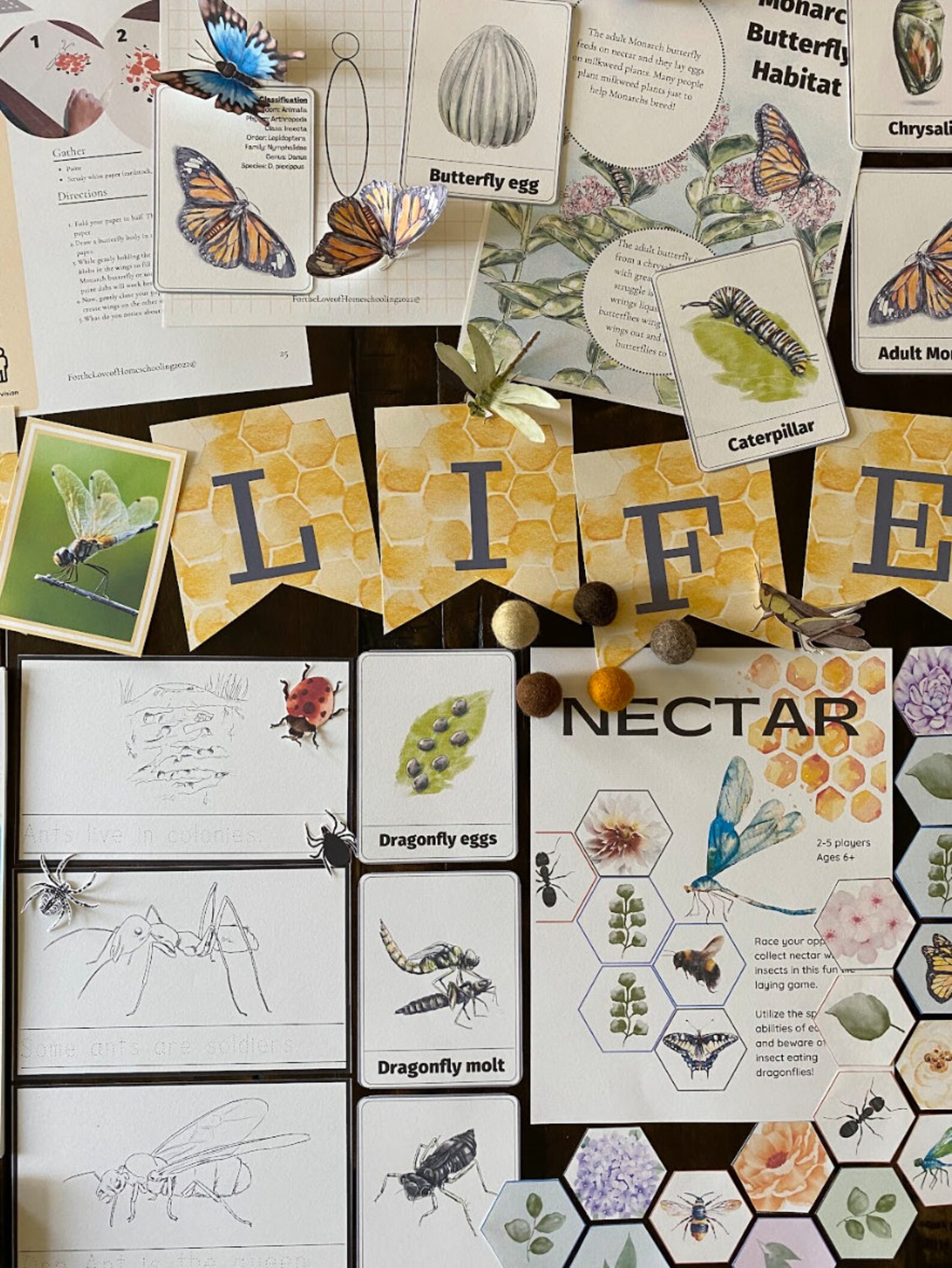 Insect Study Block Area Insect Nature Study Unit - Etsy
