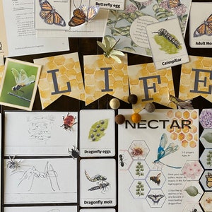 Insect Study Board Insect Nature Study Unit - Etsy
