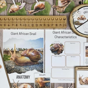 Może przedstawiać: Drukowany zasób edukacyjny o afrykańskich ślimakach olbrzymich. Zasób zawiera wykres cyklu życia, schemat anatomiczny i stronę do zapisywania cech. Zasób zawiera ilustracje ślimaków i linijkę.