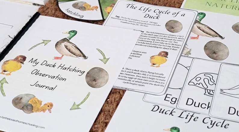 Duck Study Duck Life Cycle Nature Study - Etsy
