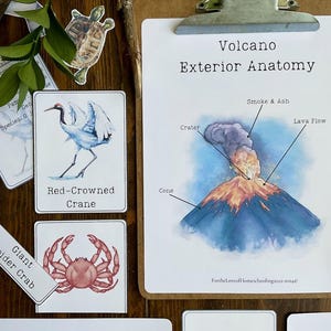 May include: A close-up of a table with several educational flashcards. The flashcards are white with colorful illustrations and text. The text on the flashcards includes 'Red-Crowned Crane', 'Giant Spider Crab', 'Juvenile', 'Japan Geography', and 'Volcano Exterior Anatomy'. The volcano card shows a watercolor illustration of a volcano with smoke and ash erupting from the top. The text on the volcano card includes 'Crater', 'Cone', 'Smoke & Ash', and 'Lava Flow'. The flashcards are arranged in a random order on the table. 