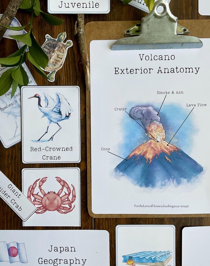 May include: A close-up of a table with several educational flashcards. The flashcards are white with colorful illustrations and text. The text on the flashcards includes 'Red-Crowned Crane', 'Giant Spider Crab', 'Juvenile', 'Japan Geography', and 'Volcano Exterior Anatomy'. The volcano card shows a watercolor illustration of a volcano with smoke and ash erupting from the top. The text on the volcano card includes 'Crater', 'Cone', 'Smoke & Ash', and 'Lava Flow'. The flashcards are arranged in a random order on the table. 