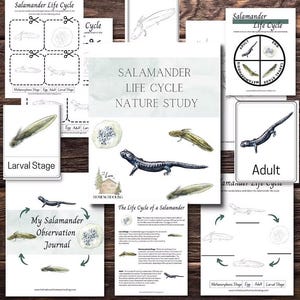 Könnte beinhalten: Eine Sammlung von Lernmaterialien zum Ausdrucken für eine Naturstudie zum Lebenszyklus des Salamanders. Enthält Diagramme, ein Journal und Ausschneide- und Klebeaktivitäten. Der Titel lautet "Salamander Life Cycle Nature Study".