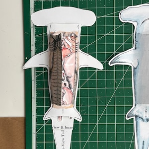 Hammerhead Shark Dissection