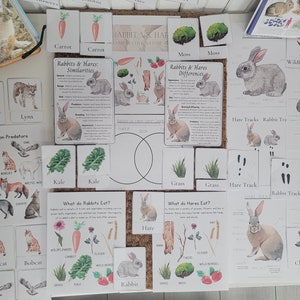 Rabbit vs. Hare A Comparative Nature Study